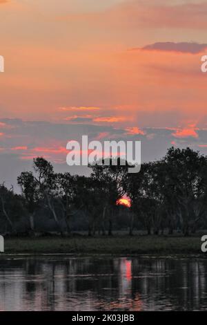 172 tramonto rosso su acqua gialla-Nugurrungurrudjba Billabong con alberi di corteccia di carta. Kakadu-Australia. Foto Stock