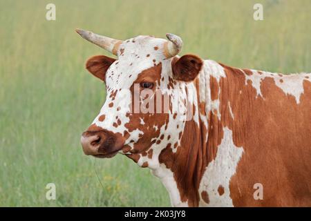 Ritratto di una mucca Nguni - bovini indigeni la razza del Sud Africa Foto Stock