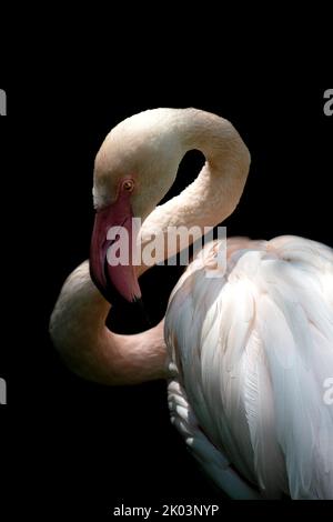 un fenicottero su sfondo nero, primo piano Foto Stock