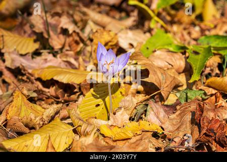 Croci viola su uno sfondo di foglie gialle Foto Stock