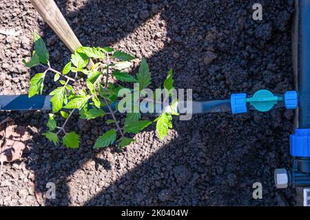 Piante di pomodoro coltivate in letti con annaffiatura automatica o sistema di gocciolamento dell'acqua nell'orto domestico. Tubo per irrigazione e irrigazione Foto Stock