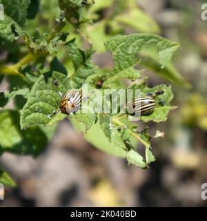 il coleottero di patate del colorado mangia le foglie di patate con lo sfondo sfocato in primo piano nel giardino soleggiato Foto Stock