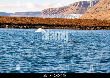 Narwhal e iceberg a Croker Bay, Devon Island, Nunavut, Canada. Foto Stock