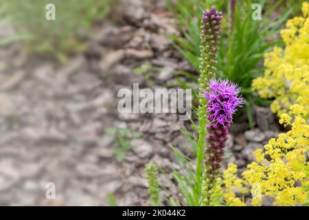 Liatris spicata viola fiori in un giardino trama. Fiore decorativo per la progettazione di paesaggi e giardinaggio. Pianta di miele. Fioritura giardino fiori sfondo Foto Stock