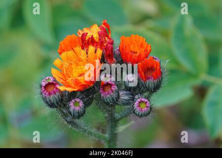 Primo piano su fiori arancioni brillanti emergenti dell'Arancio Hawkweed, Hieracium auranticaum su uno sfondo verde Foto Stock