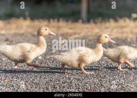 Famiglia di pulcini d'anatra camminando insieme in fattoria. Aubrac, Francia. Foto Stock