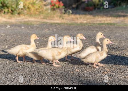 Famiglia di pulcini d'anatra camminando insieme in fattoria. Aubrac, Francia. Foto Stock