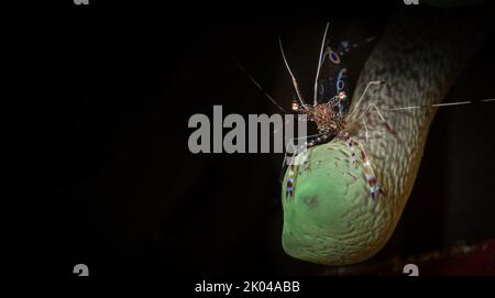 Spotted Cleaner Shrimp (Periclimenes yucatanicus) sulla barriera corallina al largo dell'isola caraibica olandese di Sint Maarten Foto Stock