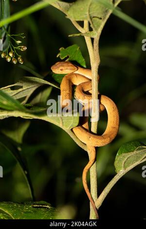 Vipera di palma a strisce laterali (Bothriechis lateralis) o vipera di palma a strisce laterali Foto Stock