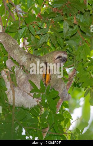 Sloth a tre punte (bradypus infuscatus). Maschio che mostra un cerotto toracico Foto Stock