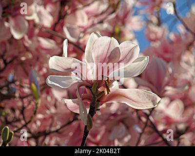 Grandi e imponenti petali rosa di profuso esotico fiore di Soulange Magnolia (magnolia Soulangeana) in una giornata di sole in una strada a Londra, Inghilterra, Regno Unito Foto Stock
