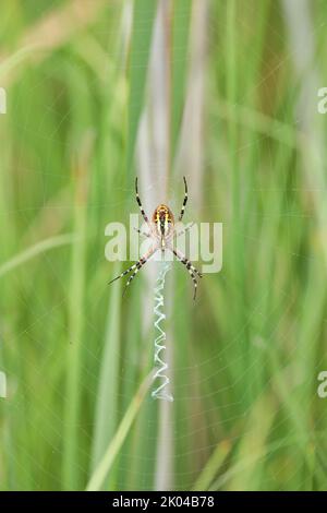 Un ragno di vespa in un grande ragnatela su uno sfondo di erba verde in una giornata di sole. Argiope bruennichi. Foto Stock