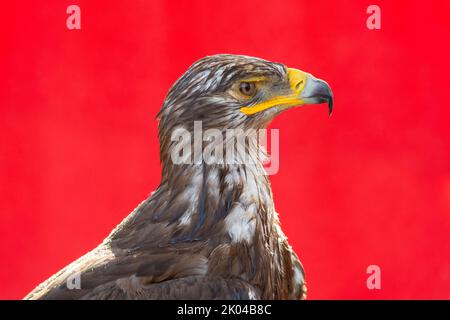 Italia, Lombardia, Aquila di Steppe, Aquila Nipalensis in Captive Foto Stock