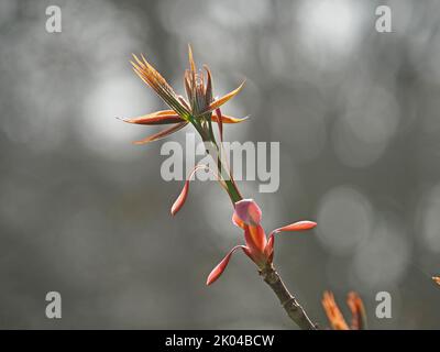Foglie di apertura a stella e guaine di germogli rosa di esotico castagno vietnamita (Aesculus wangii) in primavera, Londra, Inghilterra, Regno Unito Foto Stock