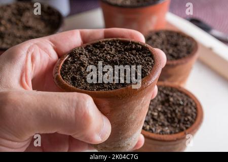 La mano dell'uomo tiene un mini vaso di terracotta con piante appena piantate. Giardinaggio e un concetto botanico immagine. Primo piano, messa a fuoco selettiva Foto Stock