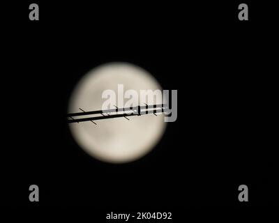 Sheerness, Kent, Regno Unito. 9th Set, 2022. UK Weather: L'intera Harvest Moon vista salire sopra Sheerness, Kent questa sera. Credit: James Bell/Alamy Live News Foto Stock