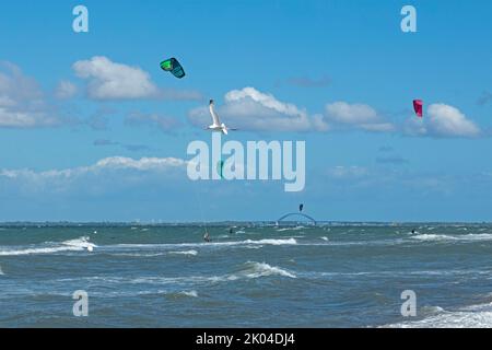 Kitesurfer, fliegende Möwe, Fehmarnsundbrücke, Halbinsel Graswarder, Heiligenhafen, Schleswig-Holstein, Deutschland | kitesurfers, gabbiano volante, feh Foto Stock