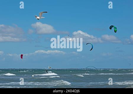 Kitesurfers, gabbiani di aringhe volanti (Larus argentatus), Fehmarn Sound Bridge, penisola di Graswarder, Heiligenhafen, Schleswig-Holstein, Germania Foto Stock