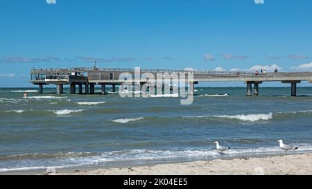 Molo, gabbiani di aringa (Larus argentatus), penisola di Steinwarder, Heiligenhafen, Schleswig-Holstein, Germania Foto Stock