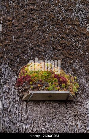 Galline e pulcini (Sempervivum) su un tetto di paglia, Klein Zicker, Mönchgut, Isola di Rügen, Meclemburgo-Pomerania occidentale, Germania Foto Stock