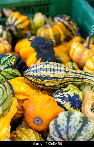 Selezione di zucche al mercato alimentare di Bärenplatz e Bundesplatz, Berna, Svizzera Foto Stock