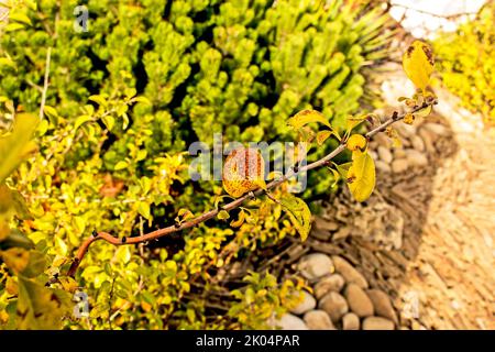 Frutti gialli di mela cotogna giapponese crescono su un ramo. Frutti surmaturi di mela cotogna ornamentale. Foto Stock