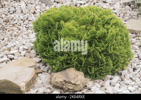 Cedro bianco orientale o cultivar americano Arbovitae scientifico Thuja occidentalis Danica. Dettaglio rotondo di conifere. Albero piantato in pietre bianche. Foto Stock