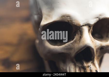 Anatomia umana. Un cranio umano sul primo piano del tavolo. Modello medico anatomicamente corretto del cranio umano. Foto di alta qualità Foto Stock