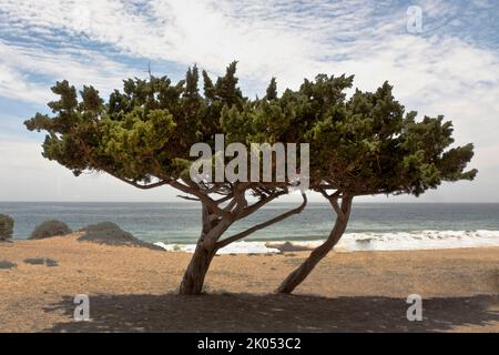 Due alberi spazzati dal vento sulla spiaggia Foto Stock