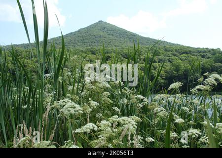 Le Blue Ridge Mountains della Virginia, Stati Uniti. Vista di Sharp Top in estate, con piante che crescono sulla riva del lago Abbott. Foto Stock