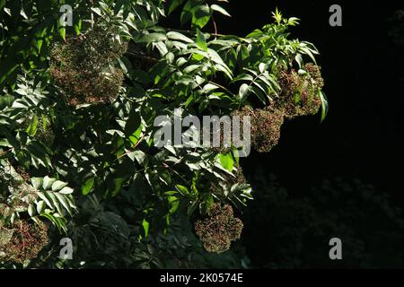 Arbusto di sambuco con bacche verdi, non mature Foto Stock