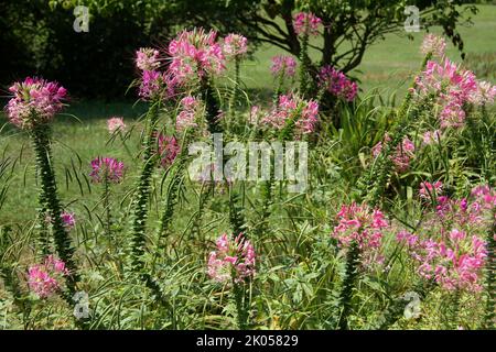 Fiore di ragno (Cleome Hassleriana) Foto Stock