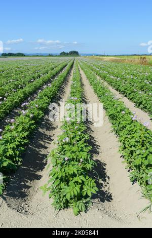 Fila verticale di piante di patate viola fiorite con foglie verdi e cielo blu Foto Stock