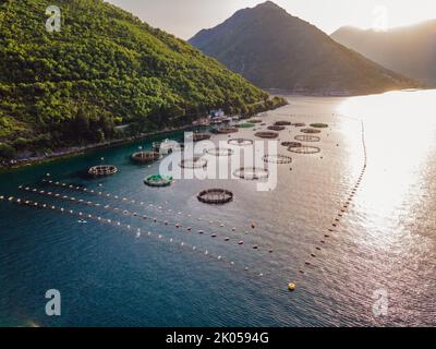 Azienda agricola Oyster nel Mediterraneo. Montenegro, Cattaro Foto Stock