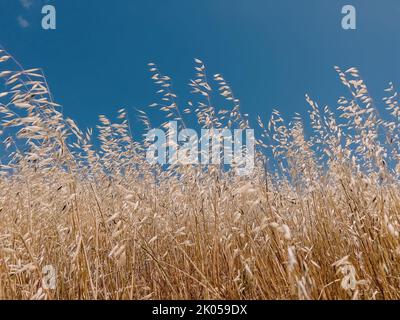 Erba asciutta sopra il cielo blu, sfondo naturale Foto Stock
