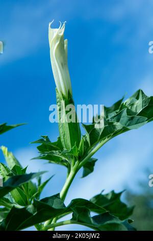 Allucinogeno pianta Tromba del diavolo (Datura stramonio). Fiore bianco di Jimsonweed ( Jimson weed ), mela di Thorn o serpente del Diavolo. Foto Stock