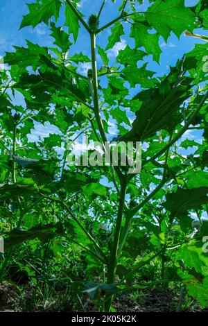 Allucinogeno pianta Tromba del diavolo (Datura stramonio). Foglie verdi di Jimsonweed ( Jimson weed ), mela di Thorn o serpente del Diavolo. Foto Stock