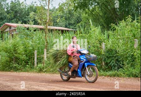 Un coltivatore trasporta erba verde fresca su una motocicletta nella Thailandia rurale. Foto Stock