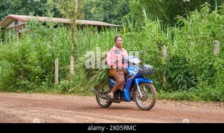 Un coltivatore trasporta erba verde fresca su una motocicletta nella Thailandia rurale. Foto Stock