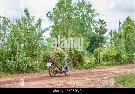 Un coltivatore trasporta erba verde fresca su una motocicletta nella Thailandia rurale. Foto Stock