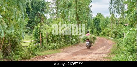 Un coltivatore trasporta erba verde fresca su una motocicletta nella Thailandia rurale. Foto Stock