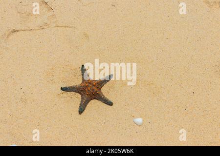 Stelle marine sulla spiaggia di sabbia gialla. Vista dall'alto Foto Stock