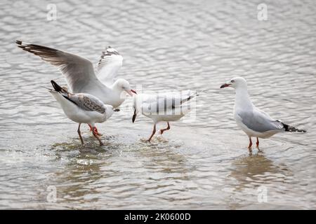 Due gabbiani d'argento sono in quarantena mentre altri due gabbiani sono in attesa di guardare la battaglia sul Cairns Esplanade mudflats nel lontano Queensland Nord, Australia. Foto Stock