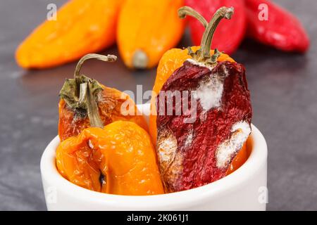 Vecchio rugoso peperoni con stampo, concetto di malsano e cibo disgustoso Foto Stock