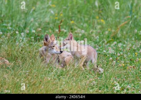 Kojote (Canis latrans), adulto con giovane Foto Stock