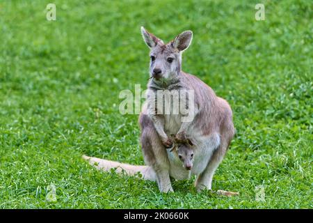 Wallaroo comune (Macropus robusta), con giovani in stagno Foto Stock