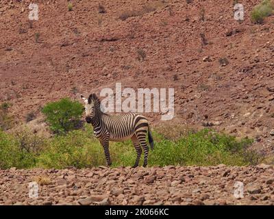 Hartmanns Mountain Zebra in piedi nelle pianure rocciose del Damaraland in Namibia Foto Stock