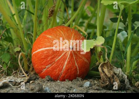 Piccola aranciata che pumpking gowing su un pezzetto di pumpking nell'orto. Pumpking adagiato sul terreno in giardino di fronte alle foglie verdi. Augusta Foto Stock