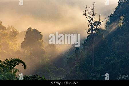 Paesaggio mistico, sognante e pittorico del mattino con nebbia e raggi di sole nella foresta tropicale, Chiang Dao, Chiang mai, Thailandia Foto Stock