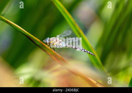 Hawker migrante Dragonfly su una canna che scalda al sole da uno stagno vicino a Herstmonceux, Sussex orientale, Inghilterra. Aeshna mixta. Odonata. Foto Stock